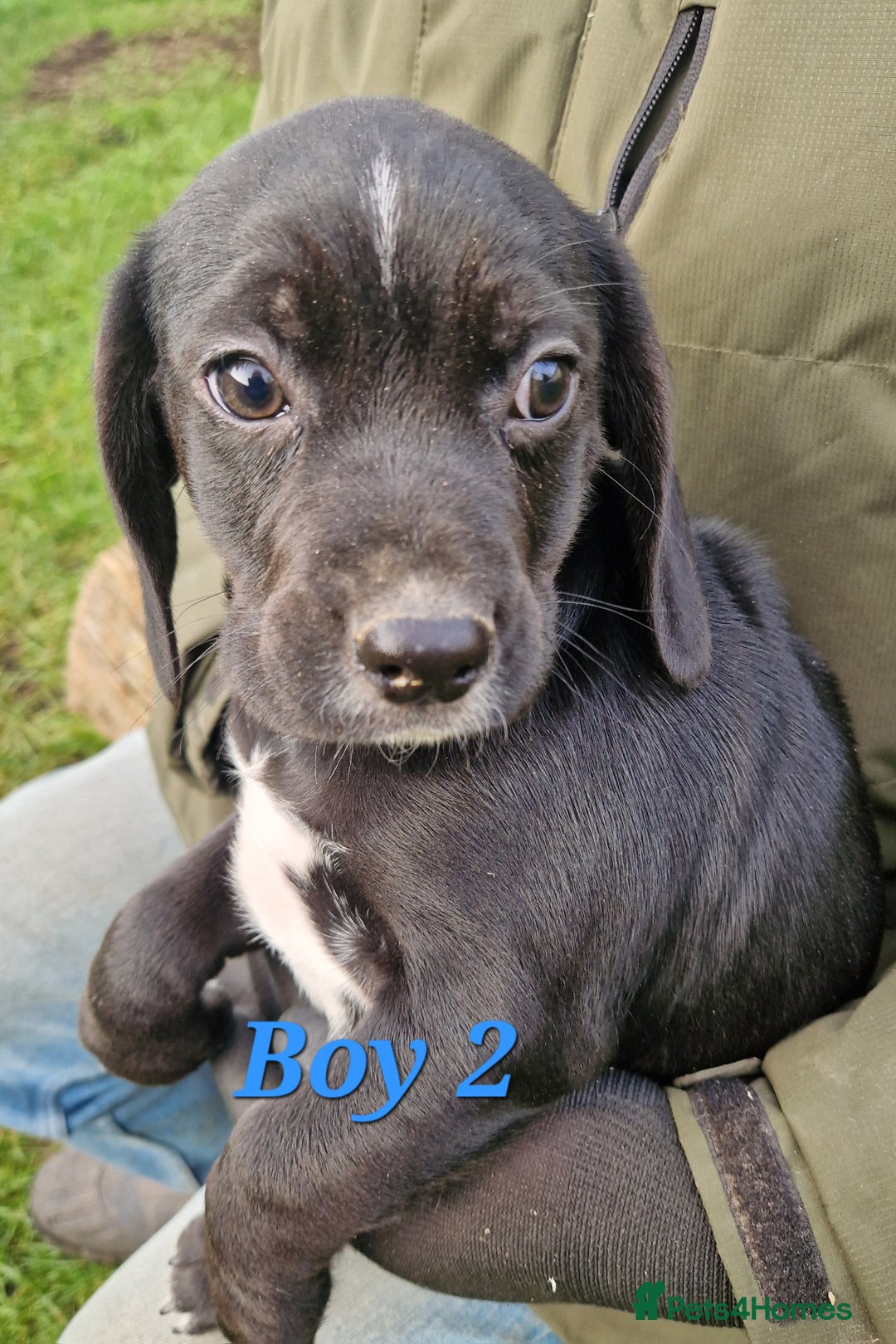 Bocker dogs for sale: Beautiful Bocker puppies - Advert 21
