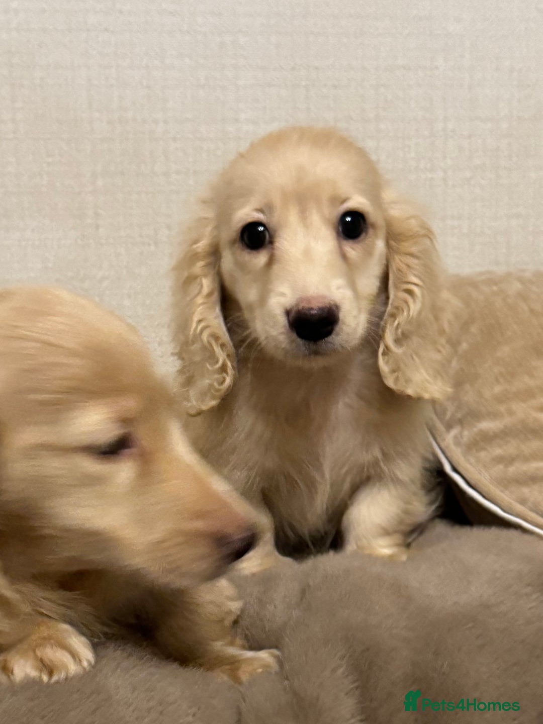 Miniature Dachshund dogs for sale: Two kennel club pra clear dachshund boys Longhair - Advert 8