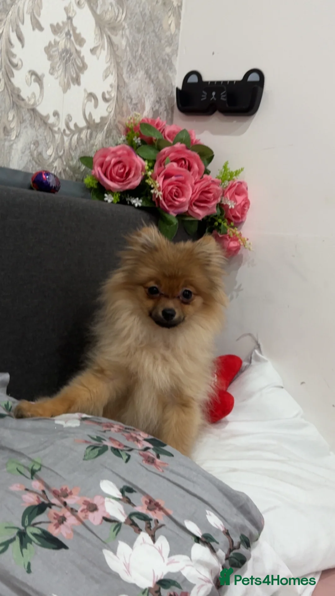Pomeranian dogs for sale: Well mannered little pup  - Advert 1