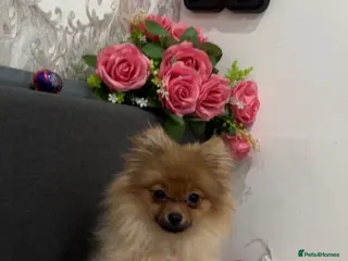 Pomeranian dogs Well mannered little pup in Bradford - Advert 1