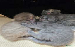 Mixed Breed cats for sale: Red point Ragdoll X Blue British Shorthair - Image 15