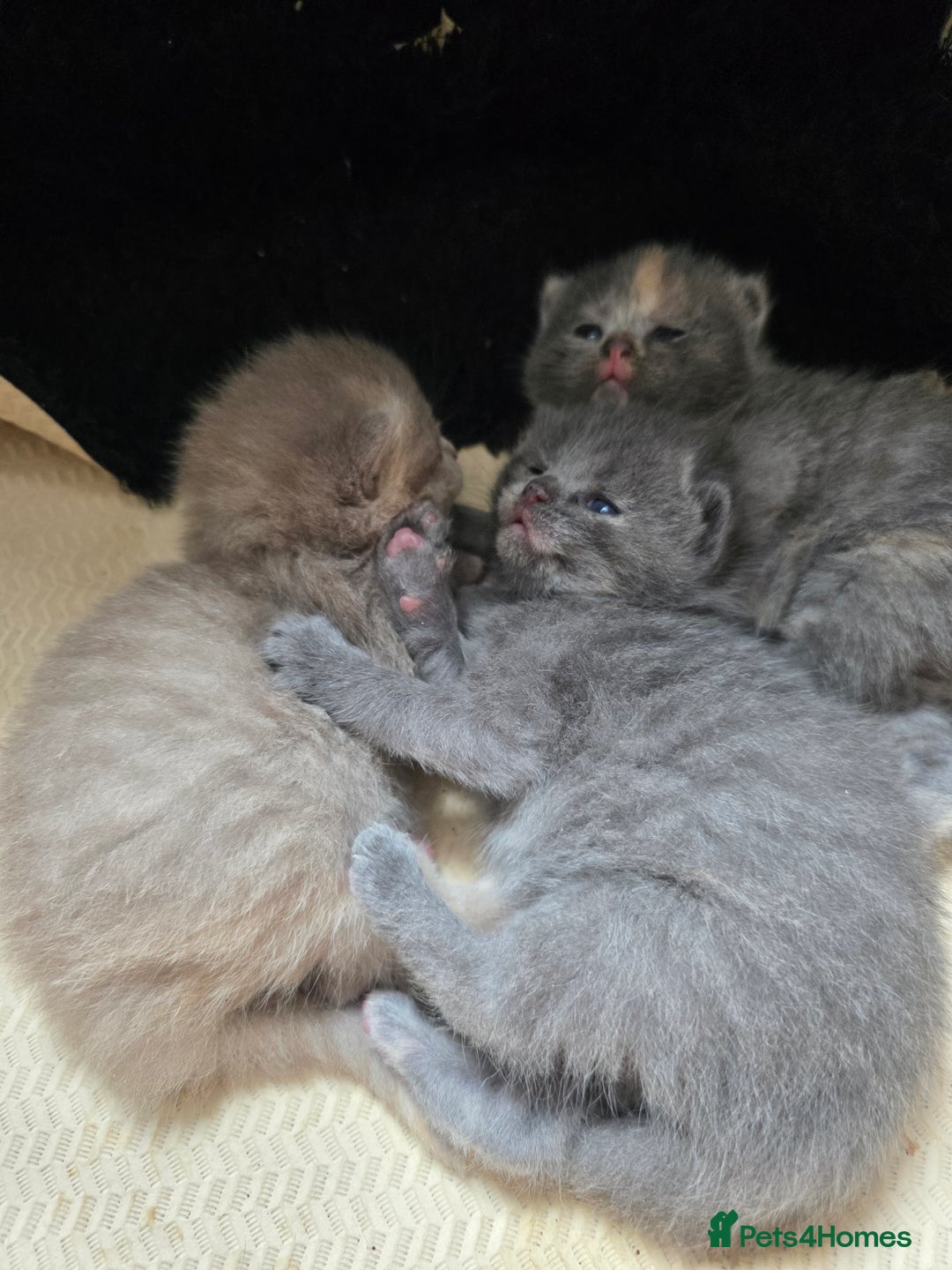 Mixed Breed cats for sale: Red point Ragdoll X Blue British Shorthair - Image 15