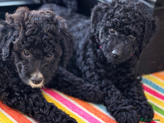 Aussiedoodle dogs Beautiful Mini Aussiedoodle Puppies ⭐️ - Advert 2