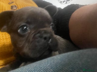French Bulldog dogs French Bulldog pups 1x blue boy left - Advert 9