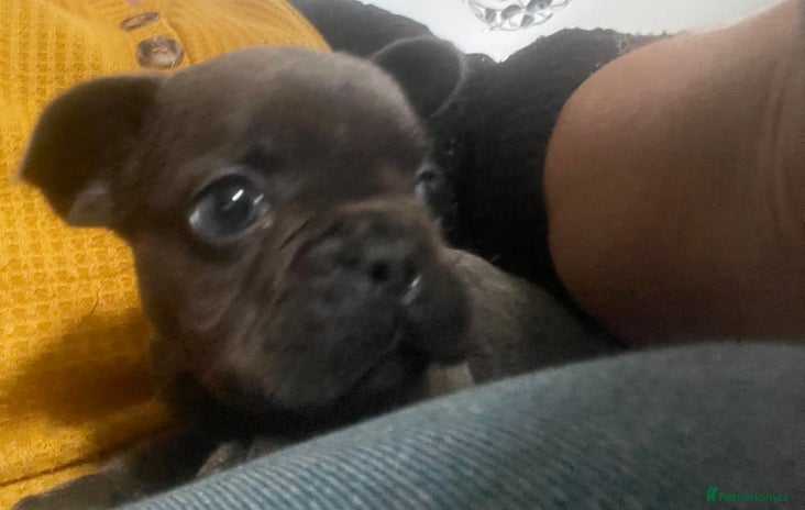 French Bulldog dogs French Bulldog pups 1x blue boy left - Advert 9