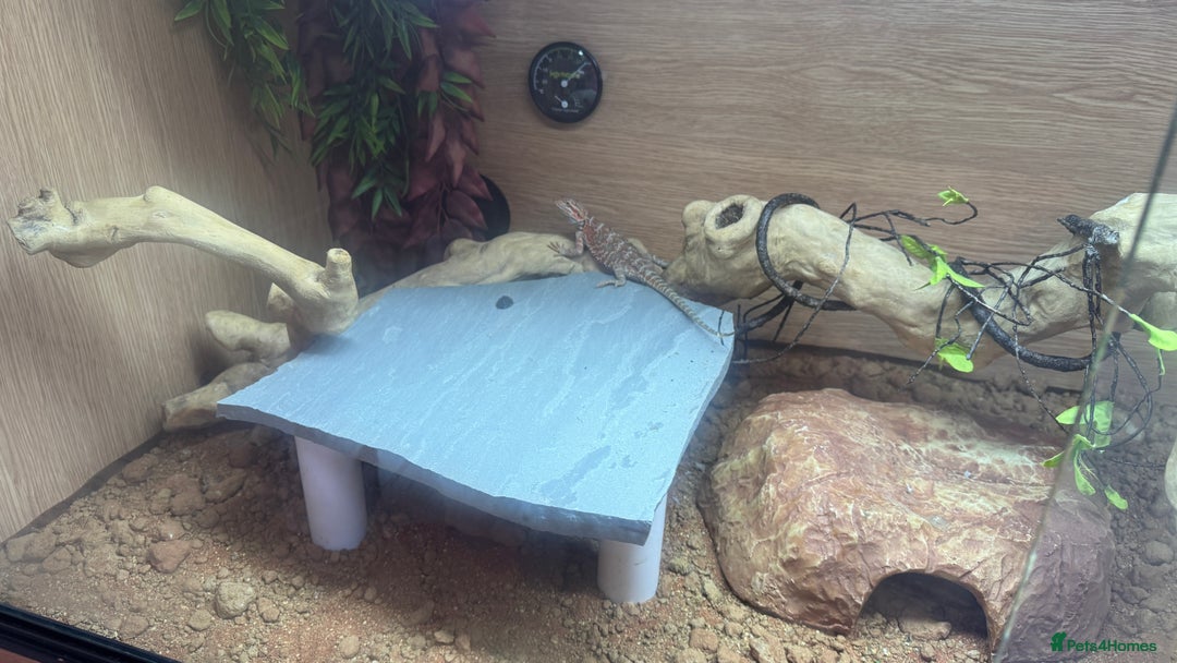 Bearded Dragon reptiles for sale: Juvenile Bearded Dragon PLUS full setup - Image 30