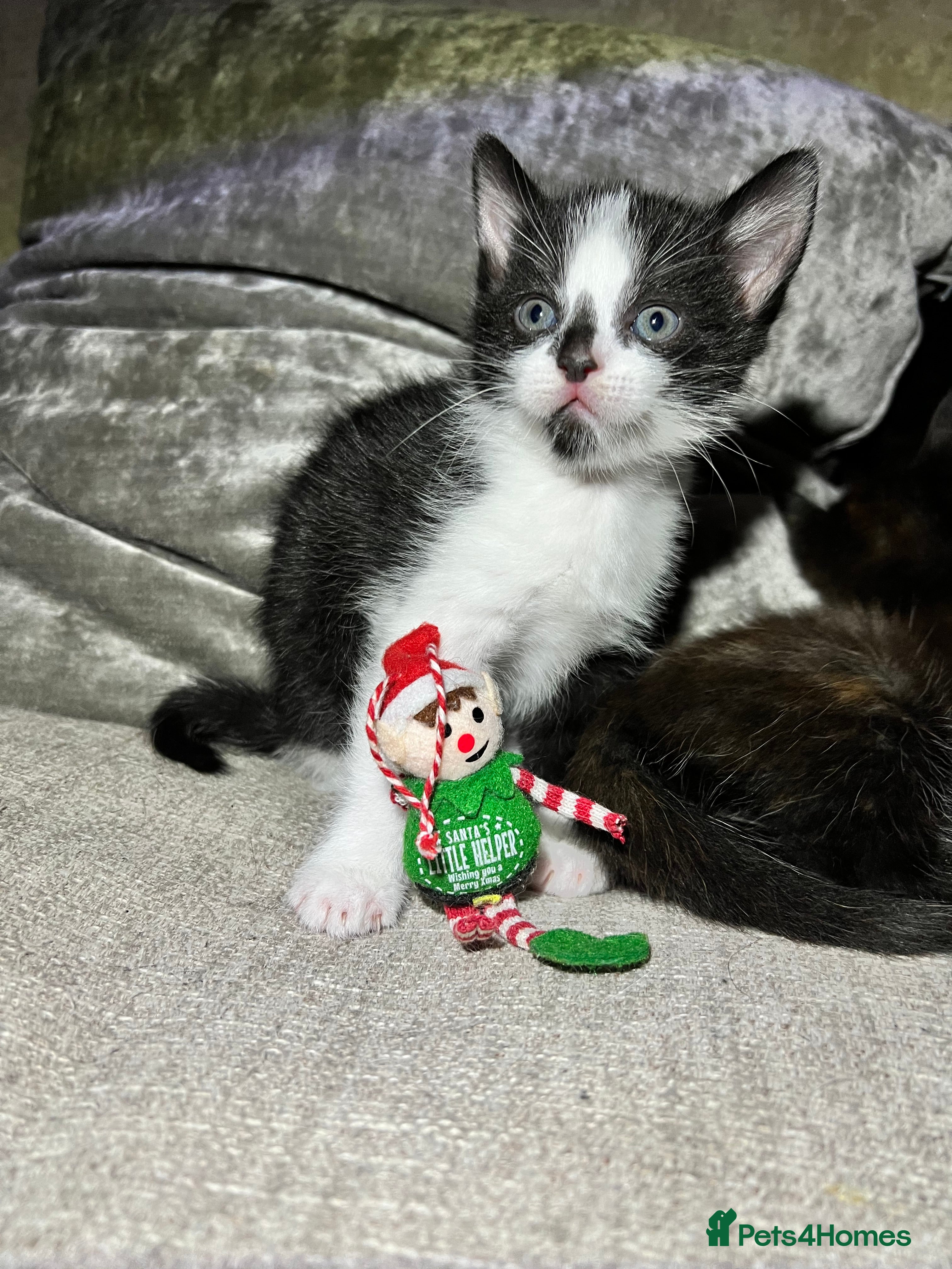 Mixed Breed cats 2 Gorgeous Kittens - Advert 9