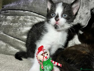 Mixed Breed cats 2 Gorgeous Kittens - Advert 9