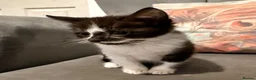 Mixed Breed cats for sale: Kittens ready now  - Advert 6