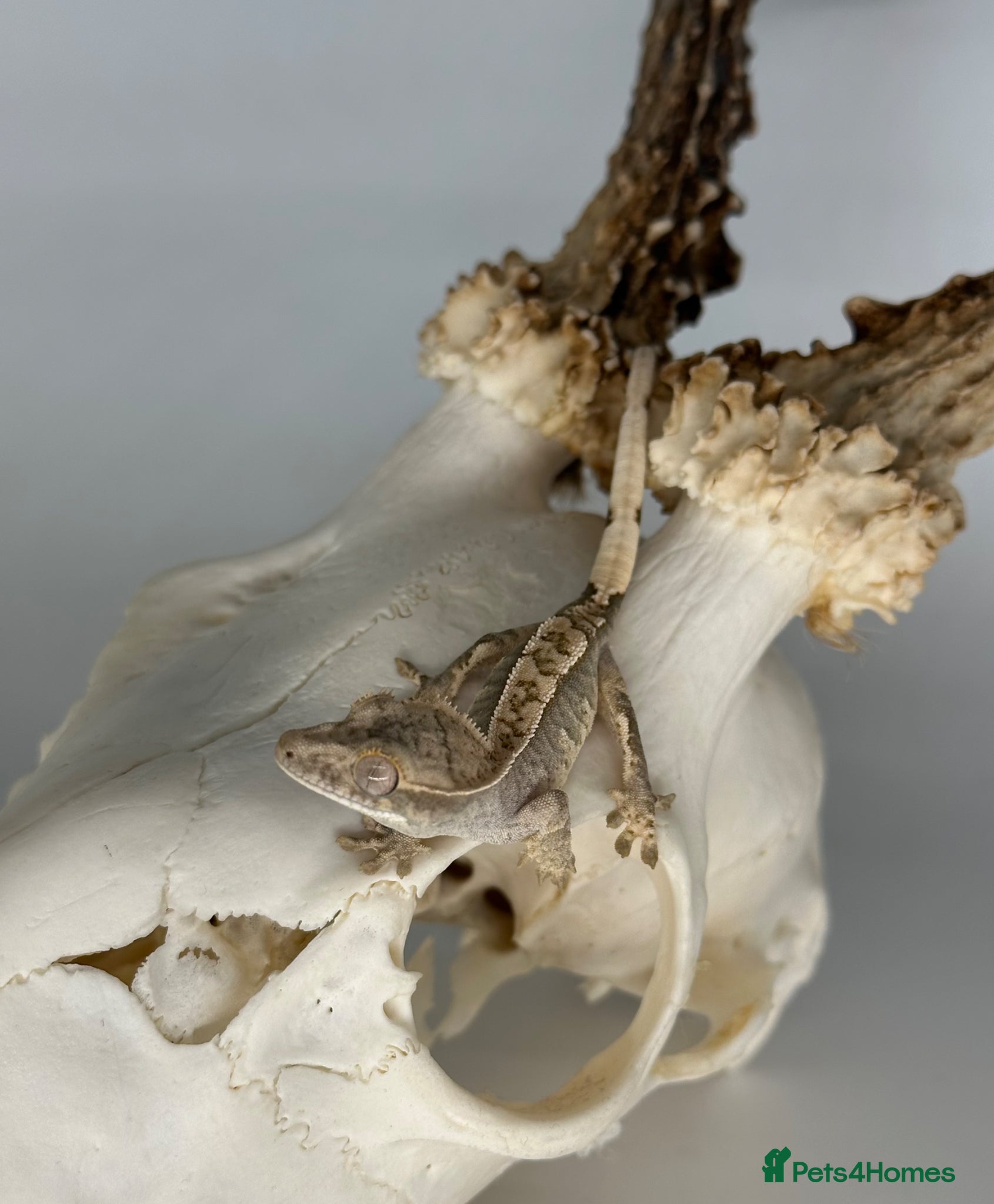 Gecko reptiles Baby harlequin crested gecko cb26  - Advert 1