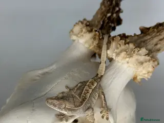 Gecko reptiles Baby harlequin crested gecko cb26 - Advert 1