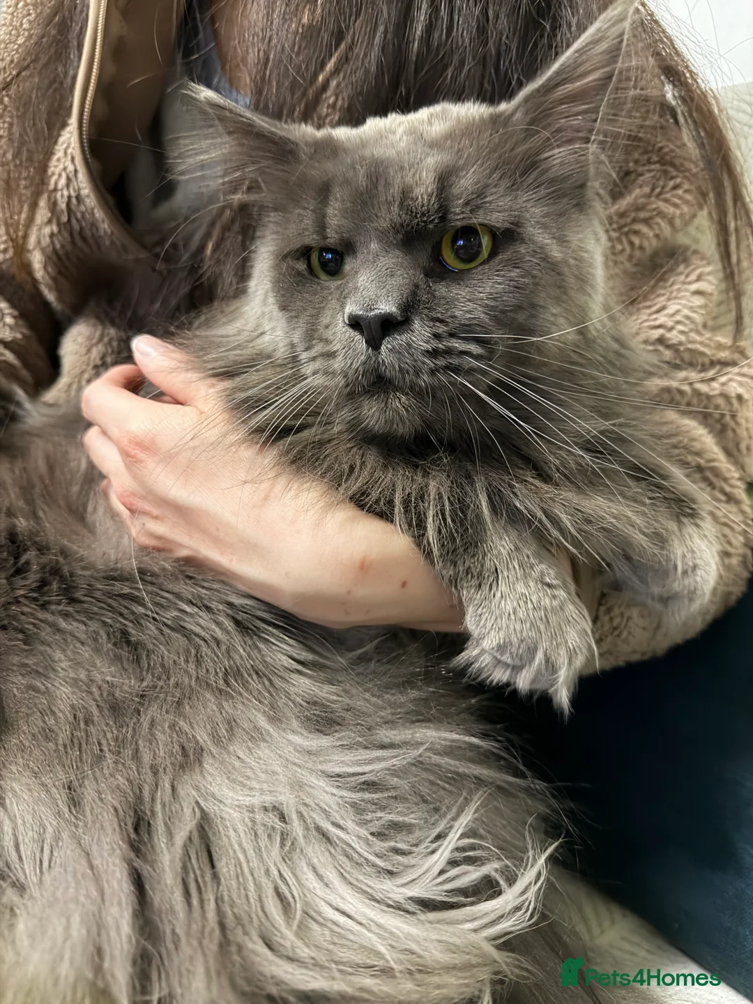 Maine Coon cats for sale: Maine coon X Siberian babies  - Advert 2