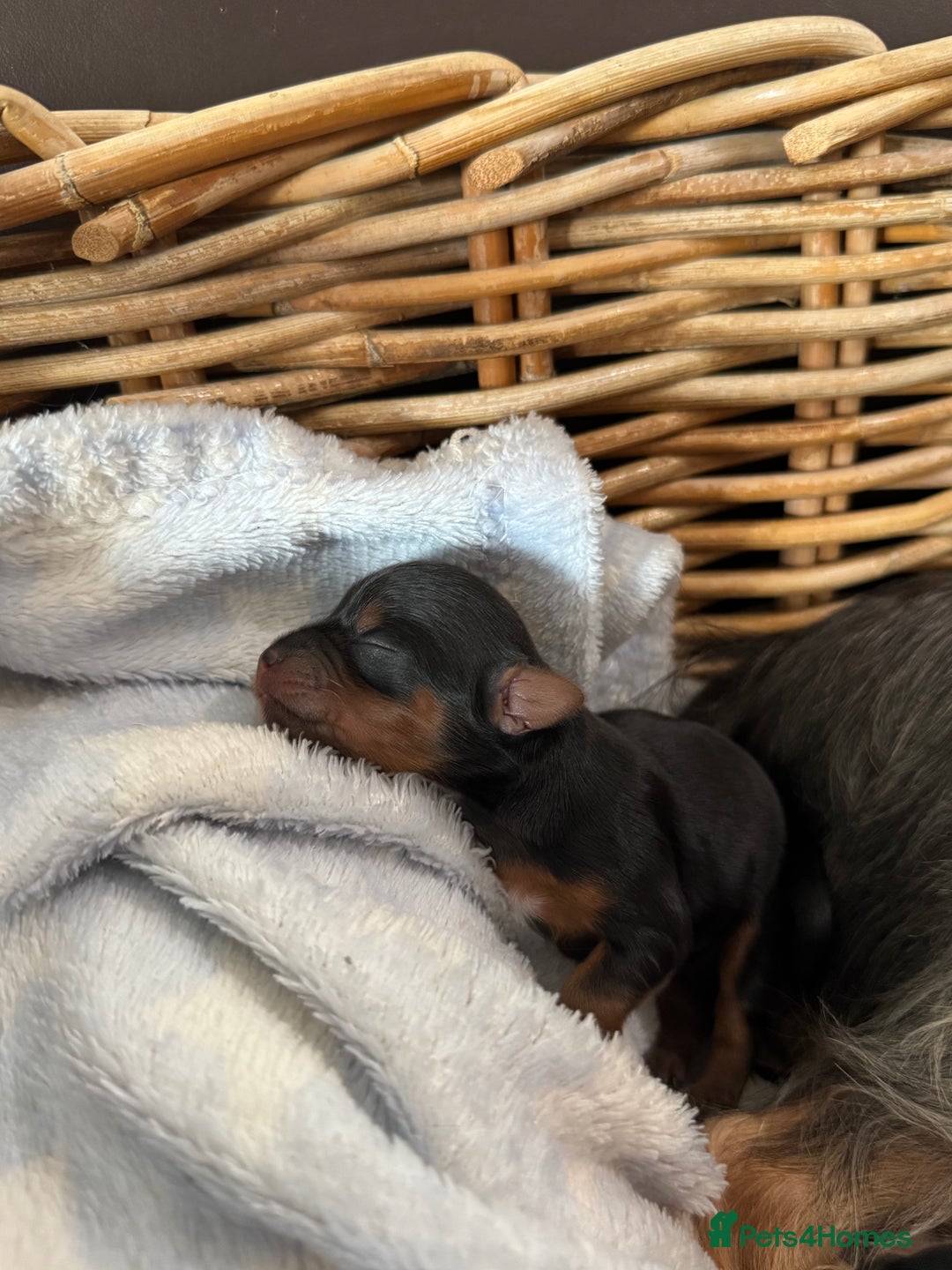 Yorkshire Terrier dogs for sale: Miniature yorkie - Advert 6