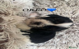 Yorkshire Terrier dogs for sale: Beautiful Yorkshire terrier puppies - Image 4