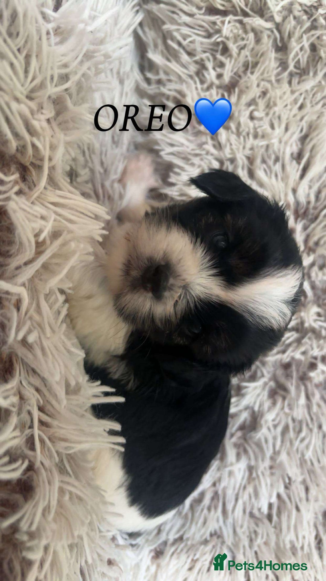 Yorkshire Terrier dogs for sale: Beautiful Yorkshire terrier puppies - Image 4