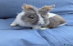 Lionhead rabbits for sale: Double main  lionhead bunnies  - Image 8