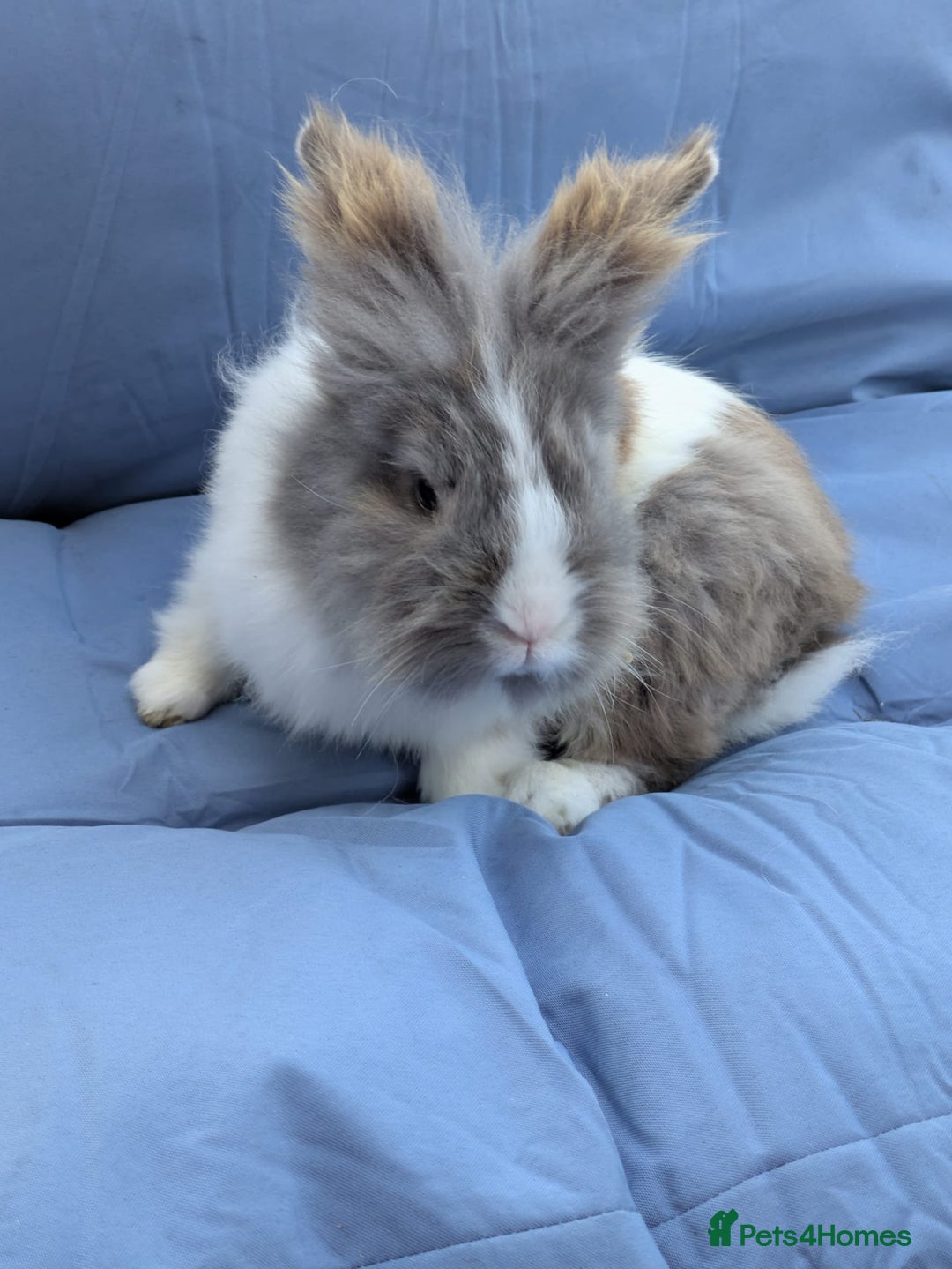 Lionhead rabbits for sale: Double main  lionhead bunnies  - Image 8