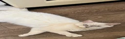 Ragdoll cats for sale: Lilac mink mitted Ragdoll - Advert 5