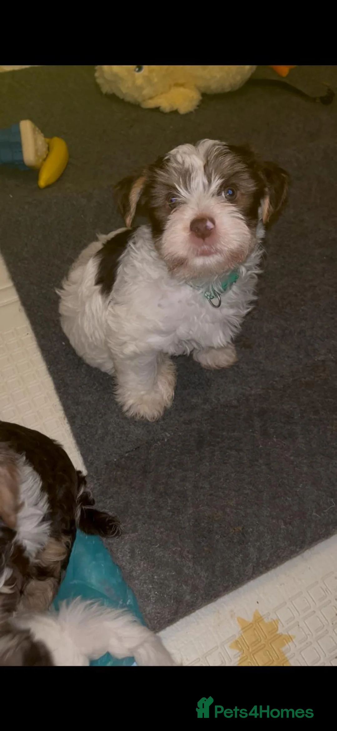 Yorkshire Terrier dogs for sale: READY NOW..PEDIGREE YORKSHIRE TERRIER FOR SALE - Advert 34