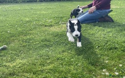 Border Collie dogs for sale: Outstanding Male Border Collie Pup - Image 8
