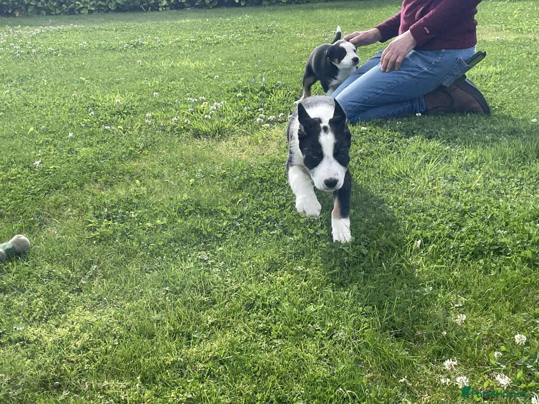 Border Collie dogs for sale: Outstanding Male Border Collie Pup - Image 8