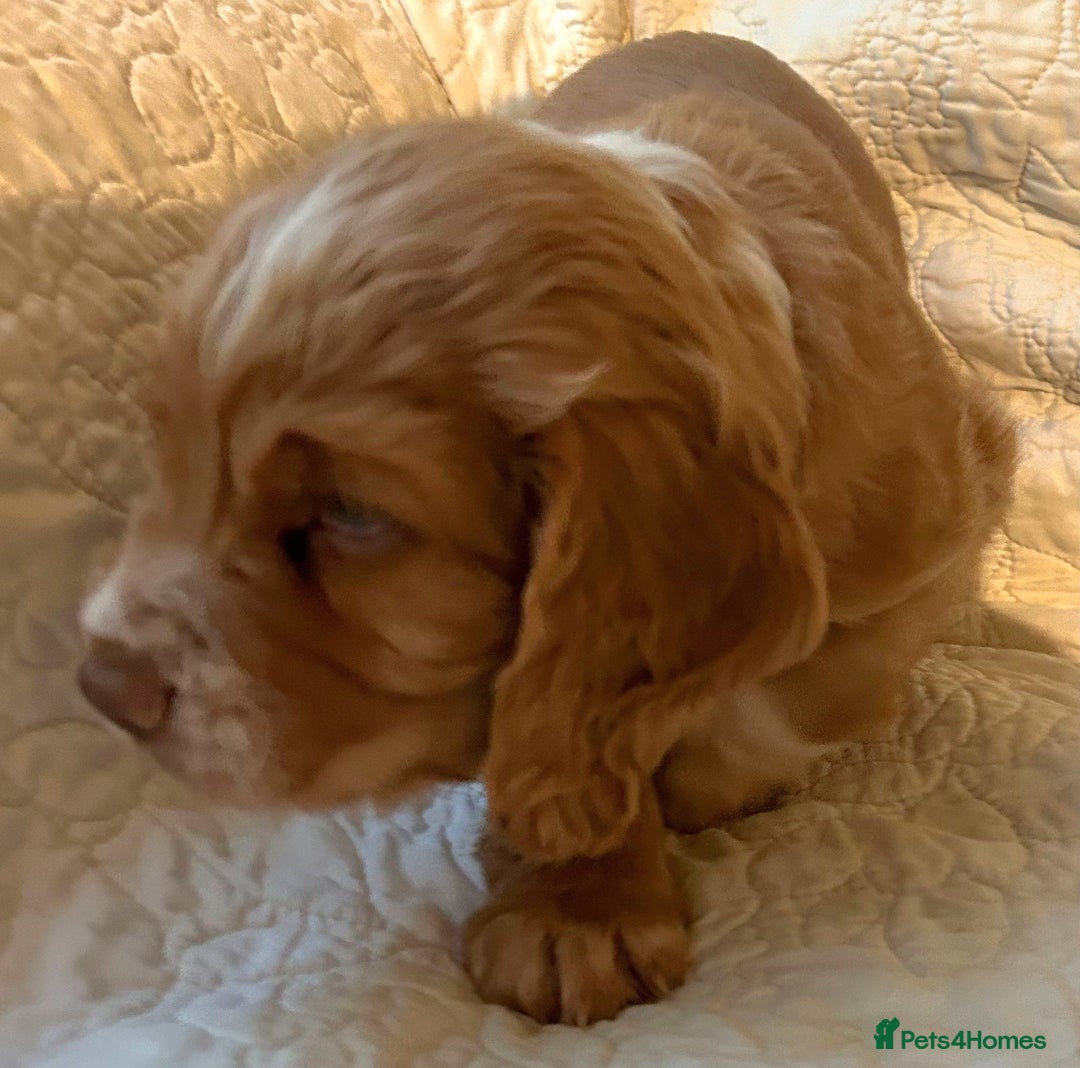 Cocker Spaniel dogs for sale: HEALTH CHECKED KC REG WORKING COCKER SPANIELS  - Advert 9