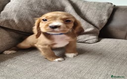 Cocker Spaniel dogs for sale: Working type cocker spaniels - last puppy! - Image 21