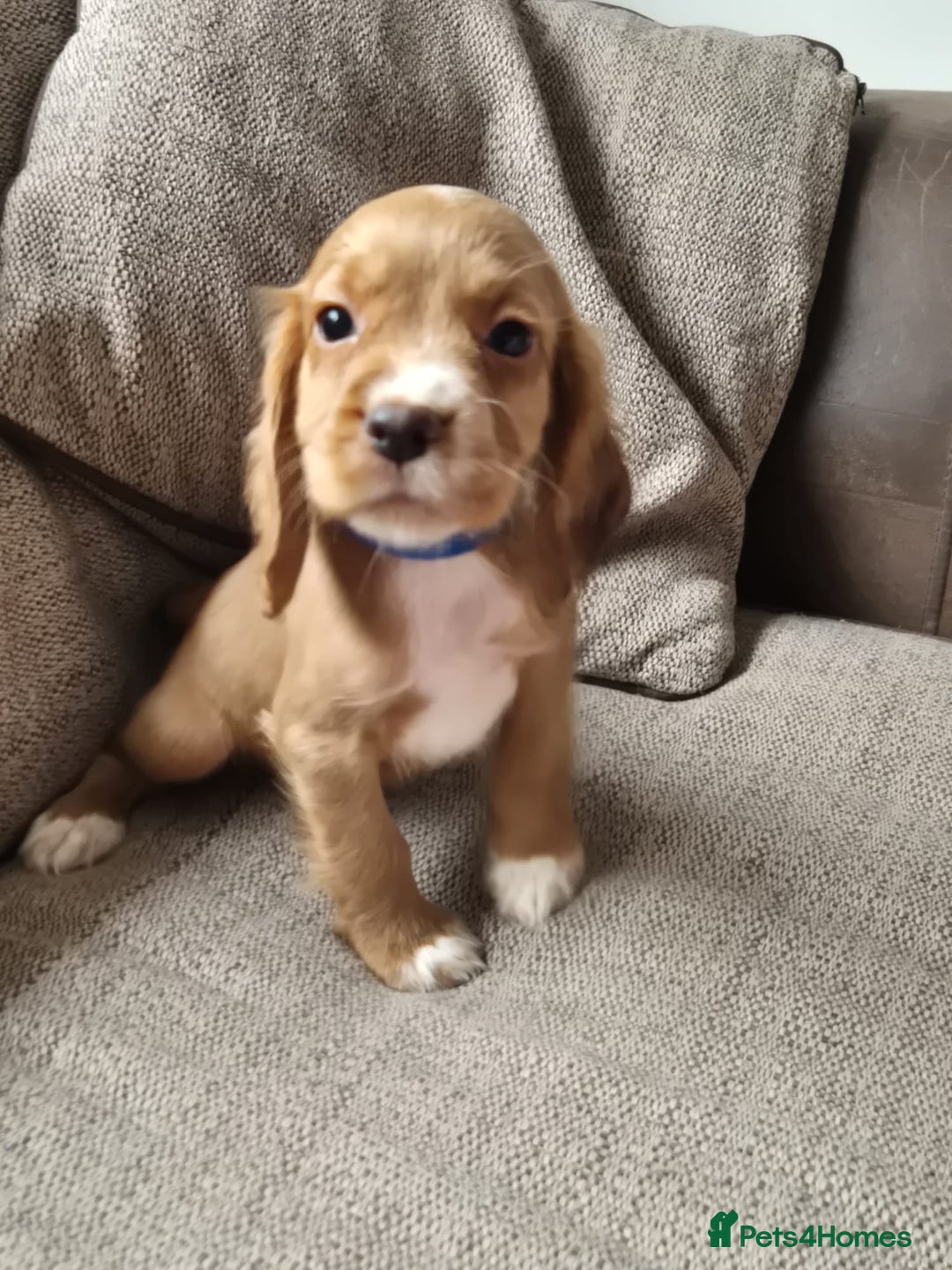 Cocker Spaniel dogs for sale: Working type cocker spaniels - last puppy! - Image 21