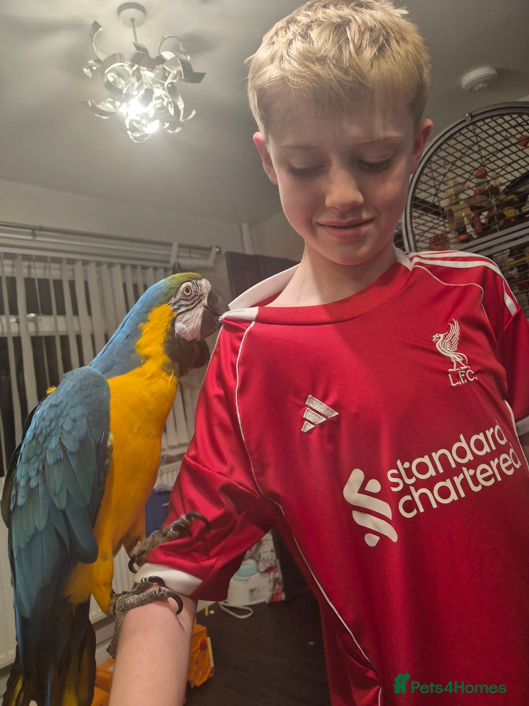 Macaws birds for sale: Blue & Gold Male Macaw - Image 12