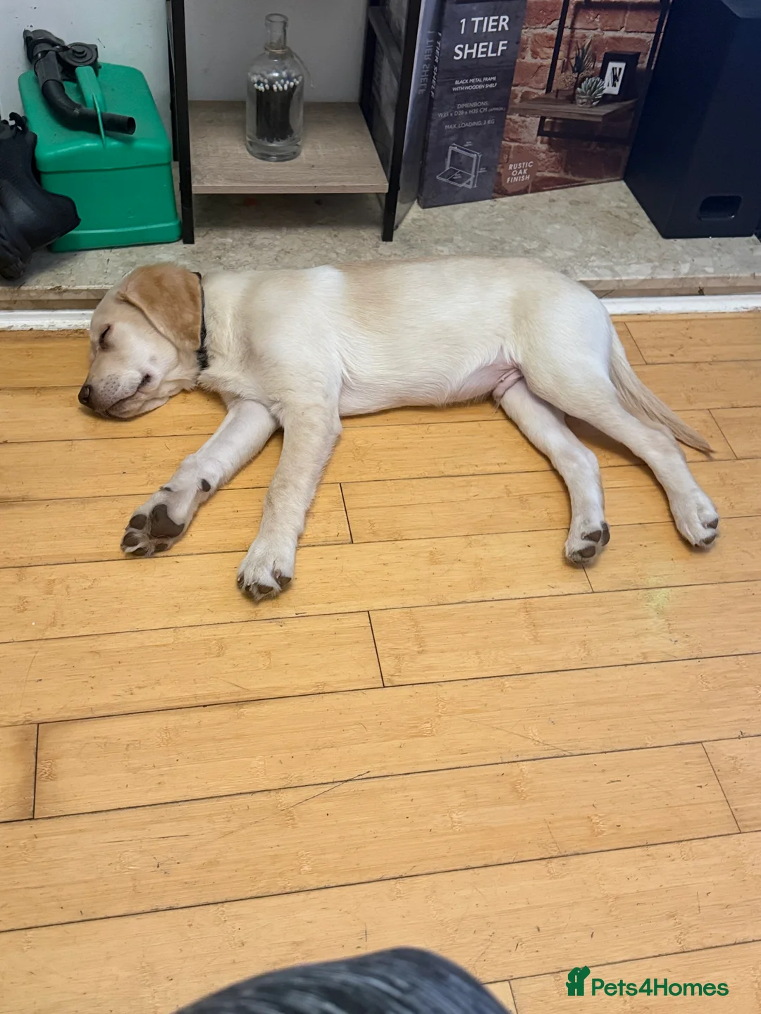 Goldador dogs for sale: One male Goldador 17 weeks old - Advert 4