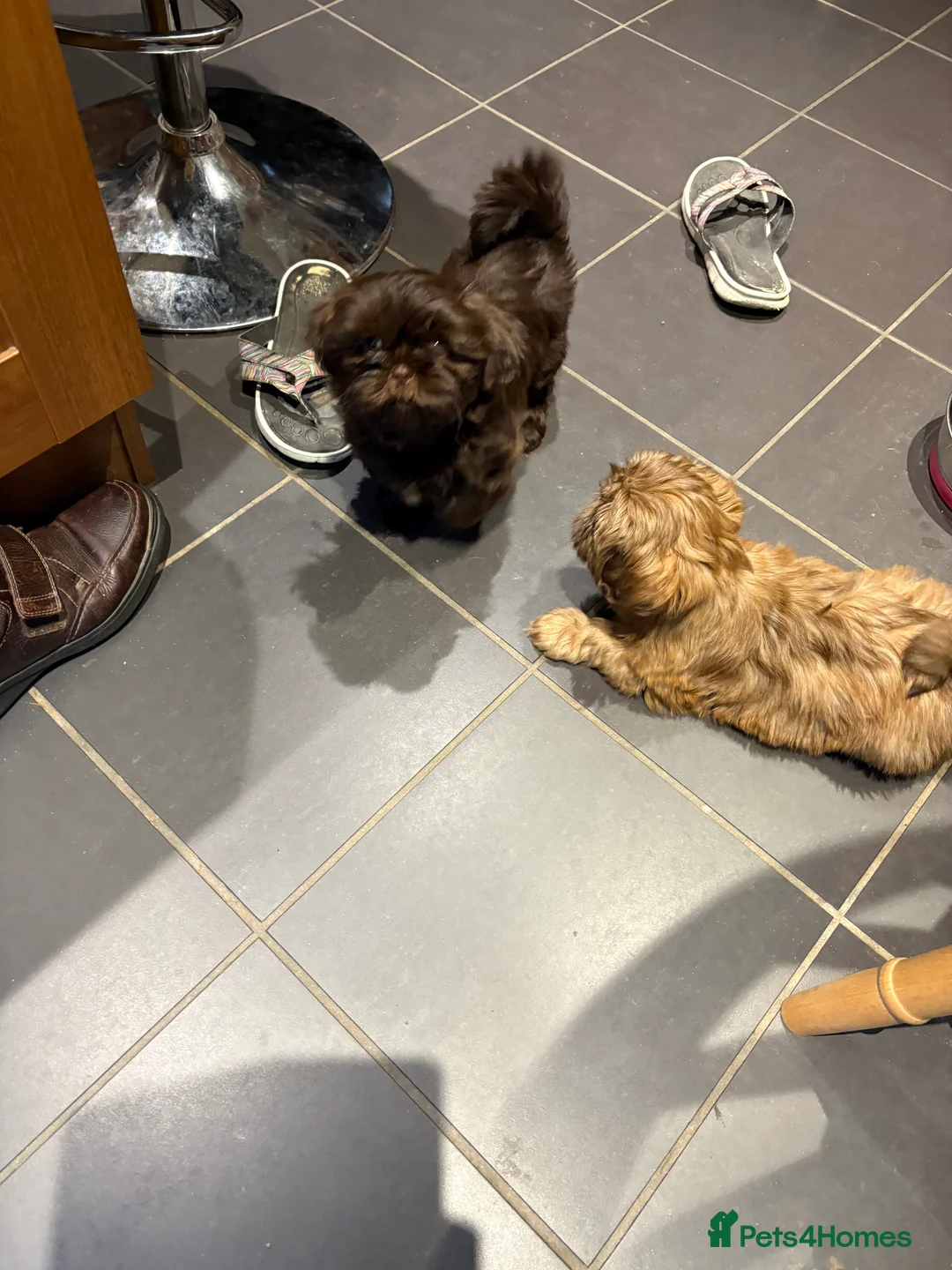 Shih Tzu dogs for sale: ALL SOLD THANK YOU - Advert 14