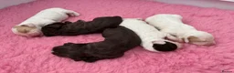 Cocker Spaniel dogs for sale: WCS Puppies from health tested KC Parents  - Advert 1