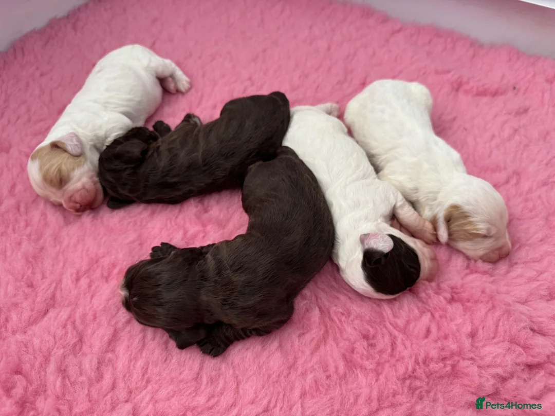 Cocker Spaniel dogs for sale: WCS Puppies from health tested KC Parents  - Advert 1