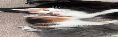 Mixed Breed 3
