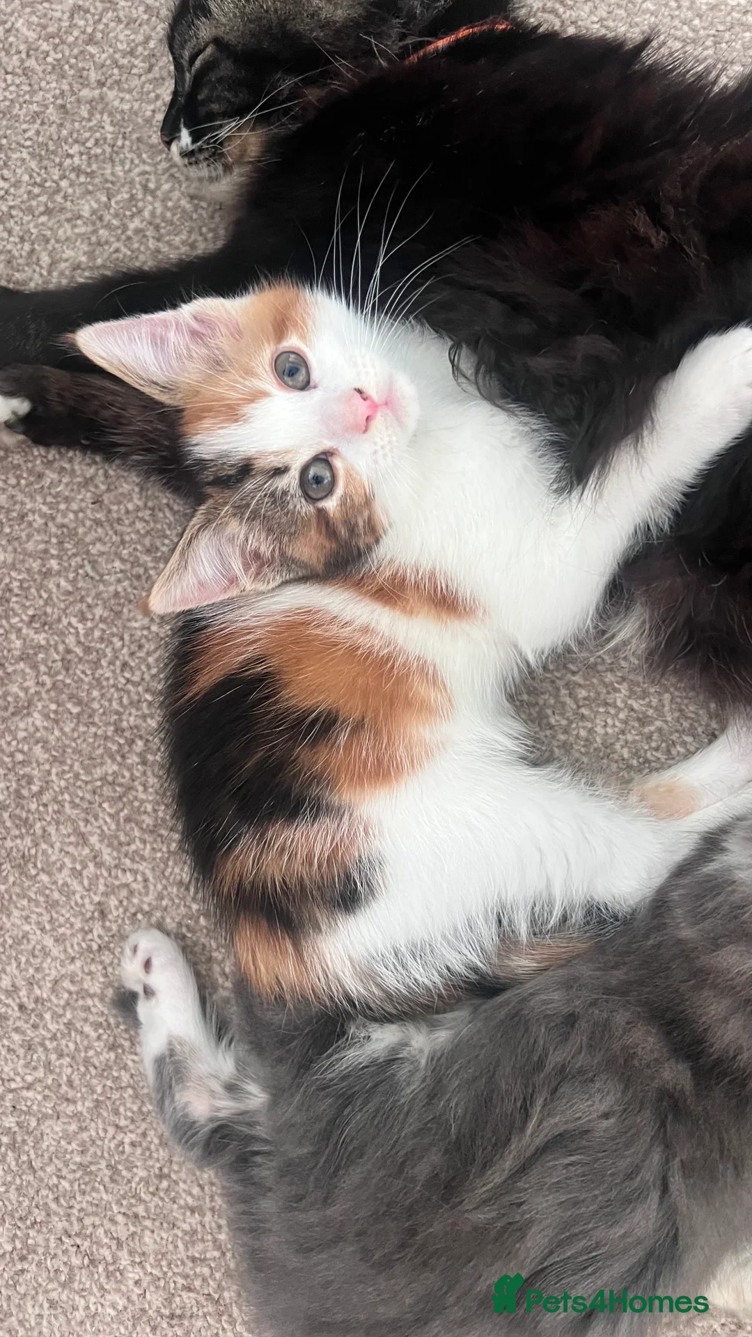 Mixed Breed cats for sale: 3 gorgeous kittens looking to be loved  - Advert 2