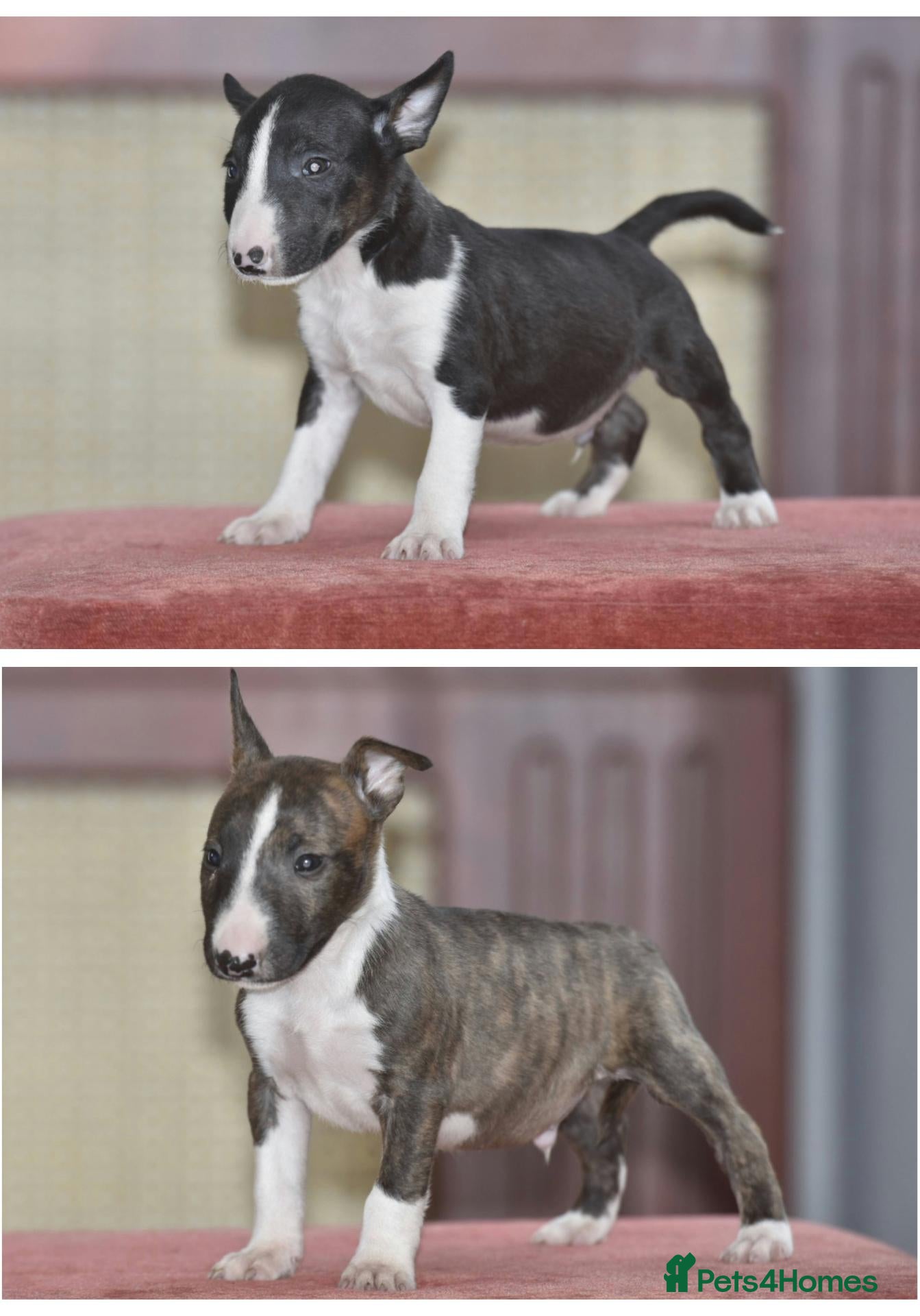 Miniature Bull terrier dogs Top quality miniature bull terrier puppies  - Advert 4
