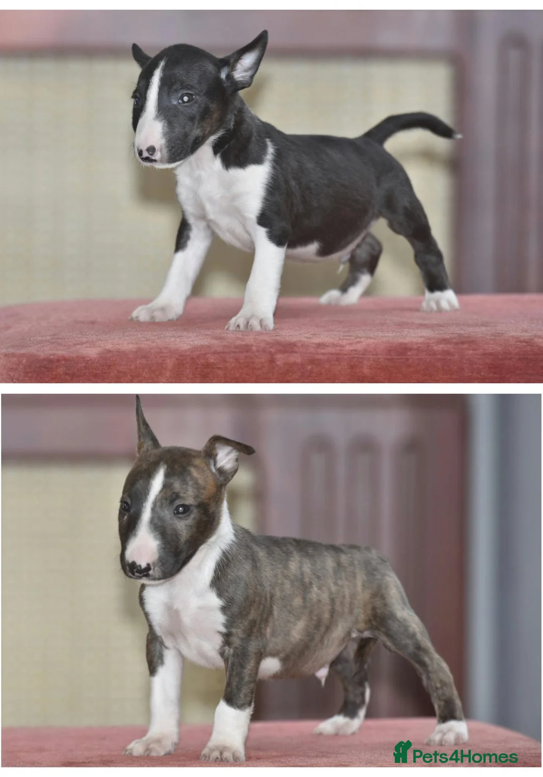 Miniature Bull terrier dogs for sale: Ready to leave!Top quality mini bull terrier pups  - Advert 2