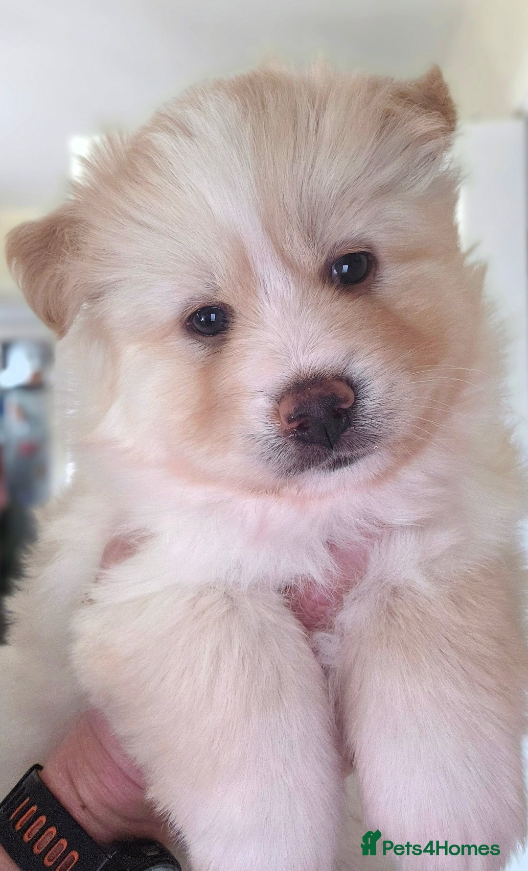 Pomsky dogs Gorgeous Pomsky  - Advert 4