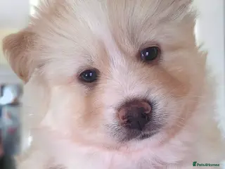 Pomsky dogs Gorgeous Pomsky - Advert 4