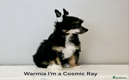 Chinese Crested dogs for stud: Julien INSOLITE FAMILIER import Pl  - Advert 15