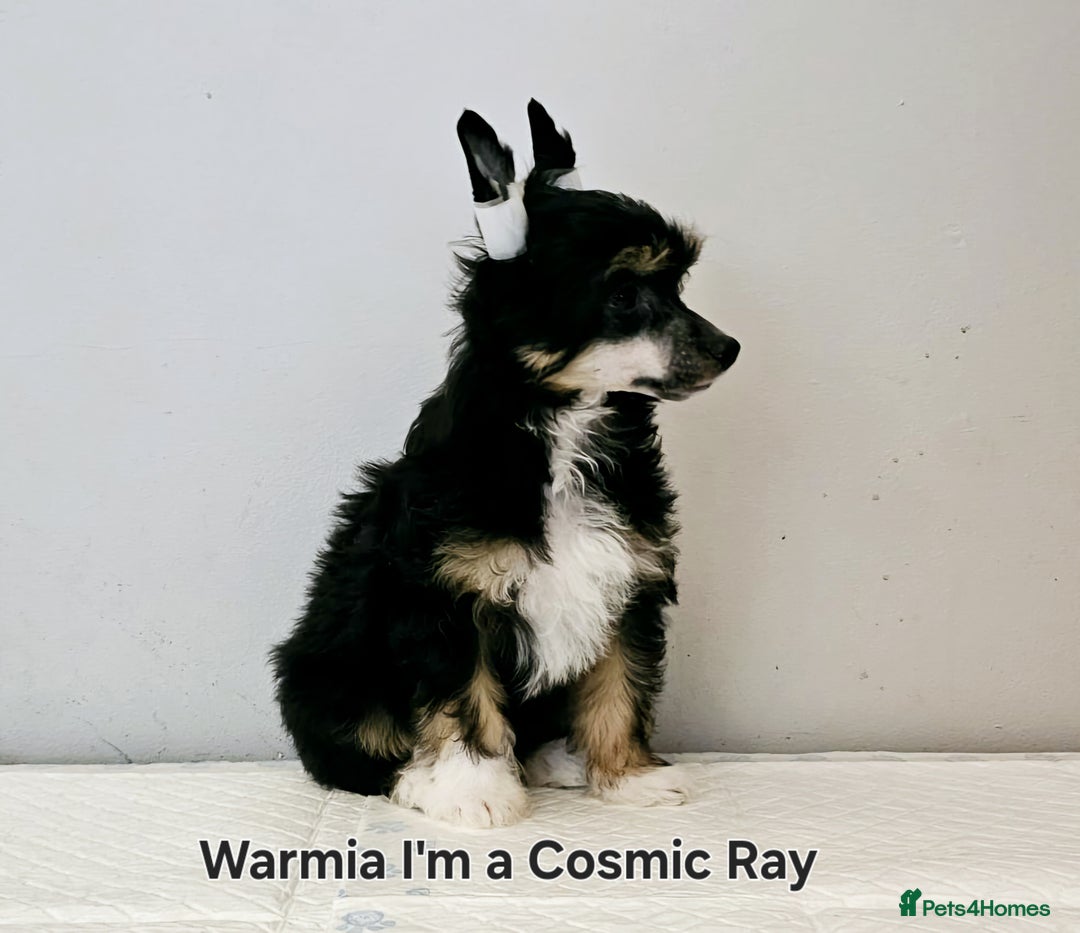 Chinese Crested dogs for stud: Julien INSOLITE FAMILIER import Pl  - Advert 15