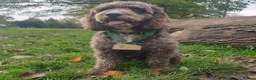 Cockapoo dogs for stud: F1 Cockapoo Stud PROVEN. DNA tested. Dougie in York - Advert 22
