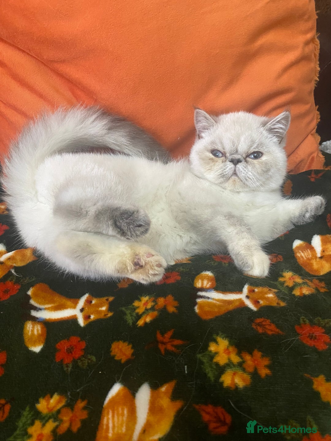 Exotic cats for sale: EXCEPTIONAL GCCF PERSIAN EXOTIC  - Image 10