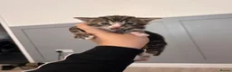 Mixed Breed cats for sale: Kittens for sale  - Advert 17