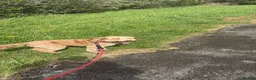 Cockapoo dogs for sale: Help me find Discos forever home - Advert 4