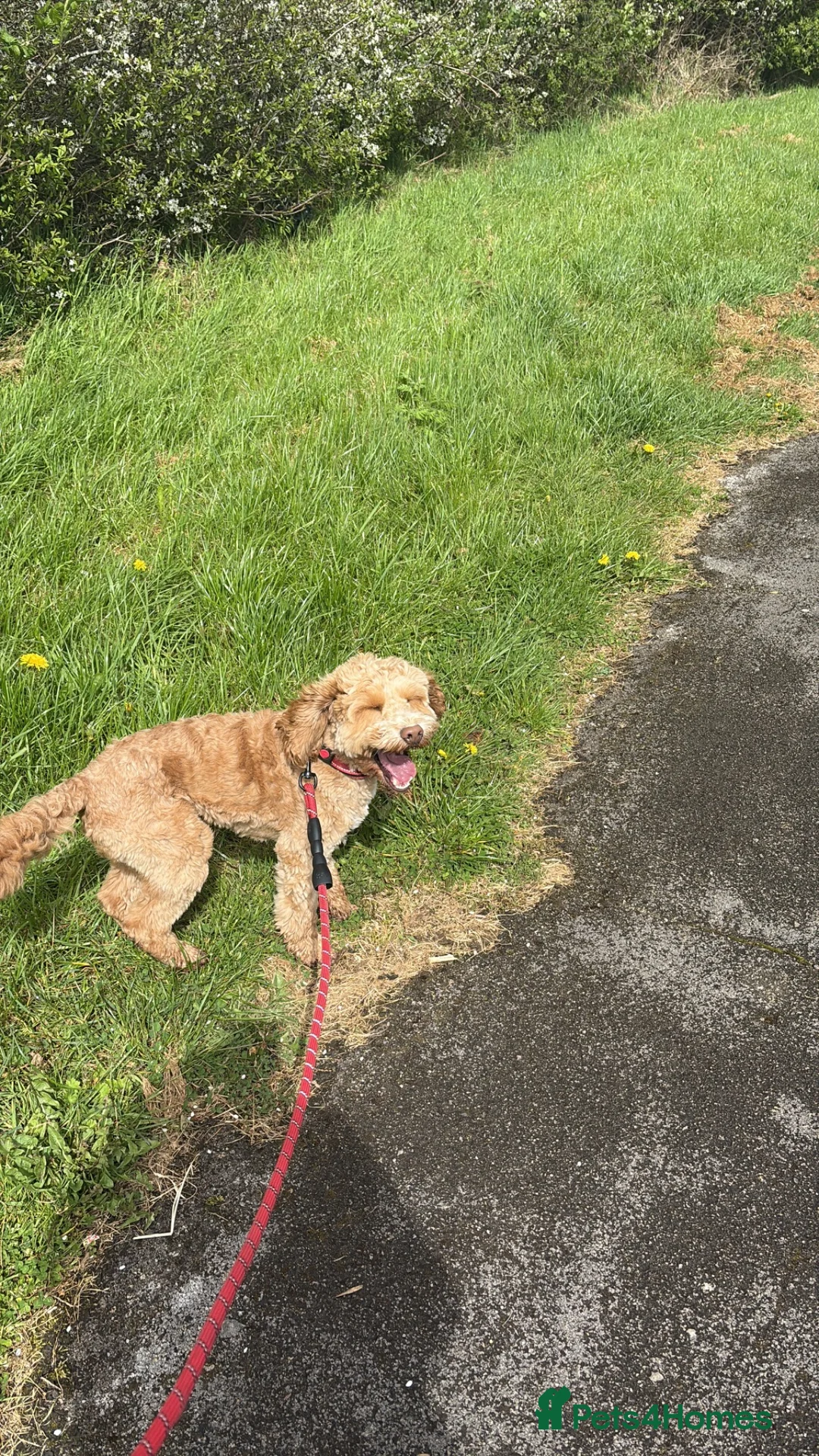 Cockapoo dogs for sale: Help me find Discos forever home - Advert 4