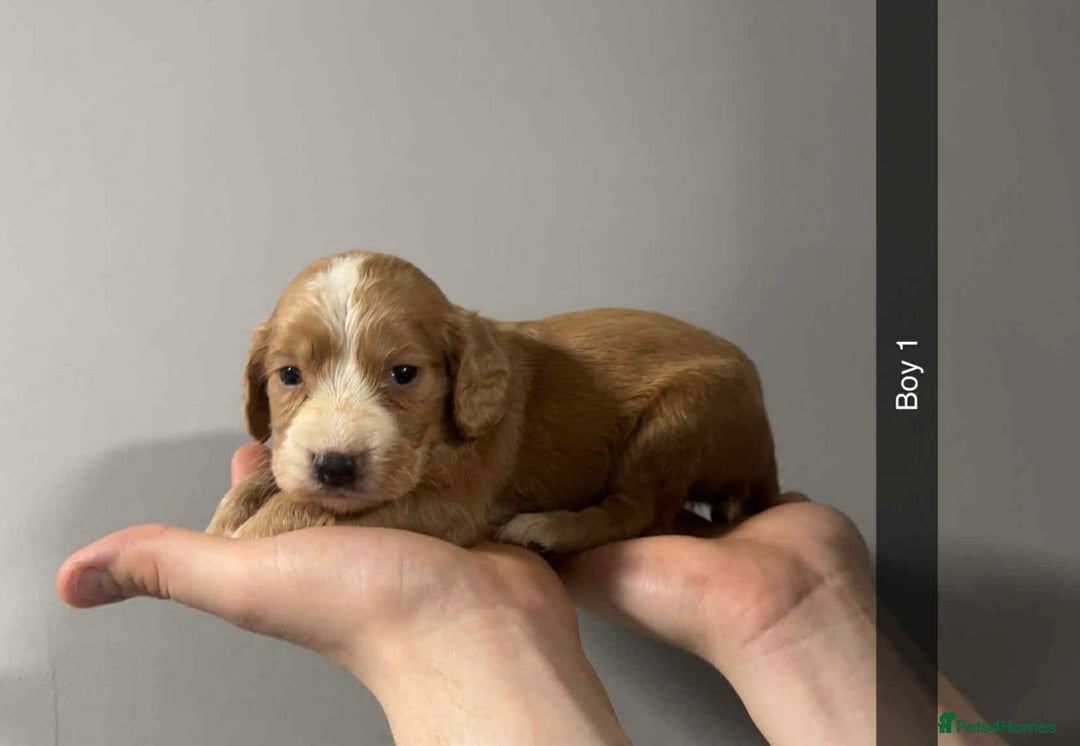 Cocker Spaniel dogs for sale: Cocker spaniel pups  - Image 5