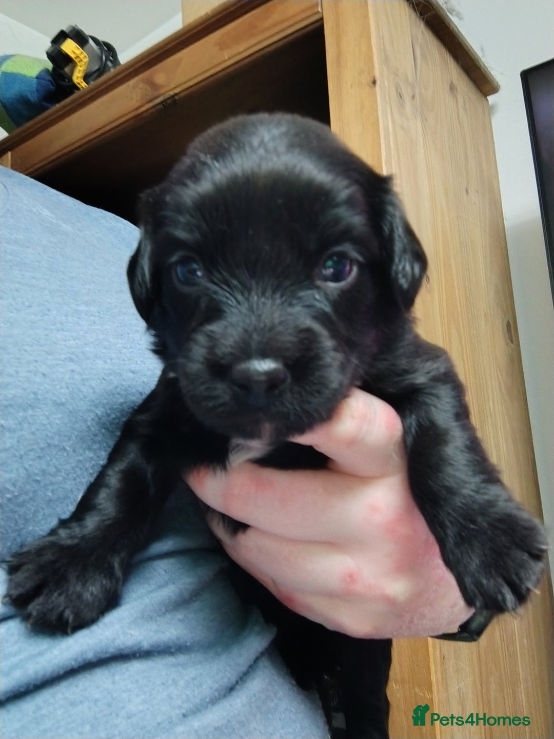 Mixed Breed dogs for sale: READY!! Sprocker jack pups + free bag in Hereford - Image 11
