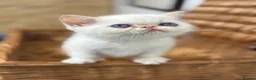 Exotic cats for sale: 2 STUNNING EXOTIC MALE KITTENS  - Advert 5