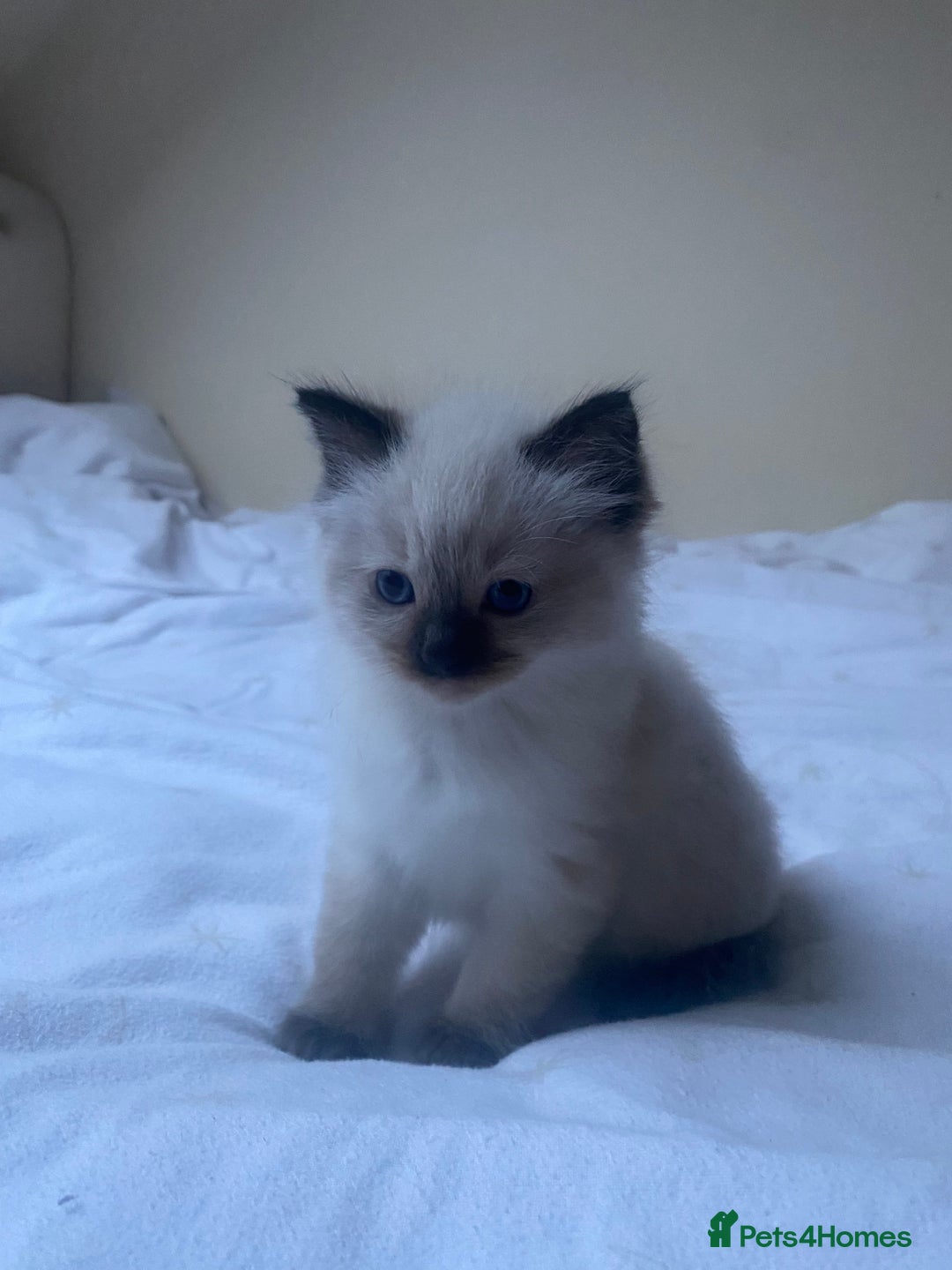 Ragdoll cats for sale: Ragdoll kittens - Advert 13